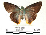 中文名:大綠挵蝶(209-89)學名:Choaspes benjaminii(Fruhstorfer) subsp. formosanus(209-89)