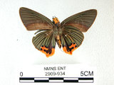中文名:大綠挵蝶(2909-934)學名:Choaspes benjaminii(Fruhstorfer) subsp. formosanus(2909-934)