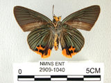 中文名:大綠挵蝶(2909-1040)學名:Choaspes benjaminii(Fruhstorfer) subsp. formosanus(2909-1040)