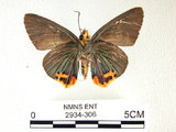 中文名:大綠挵蝶(2934-306)學名:Choaspes benjaminii(Fruhstorfer) subsp. formosanus(2934-306)
