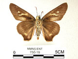 學名:Badamia exclamationis(Fabricius)(750-19)
