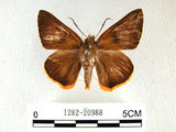 中文名:鷥褐挵蝶(1282-20988)學名:Burara jaina(Fruhstorfer) subsp. formosana(1282-20988)