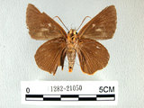 中文名:鷥褐挵蝶(1282-21050)學名:Burara jaina(Fruhstorfer) subsp. formosana(1282-21050)