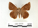 中文名:鷥褐挵蝶(1282-21050)學名:Burara jaina(Fruhstorfer) subsp. formosana(1282-21050)