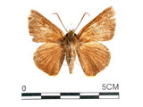 中文名:鷥褐挵蝶(1282-21165)學名:Burara jaina(Fruhstorfer) subsp. formosana(1282-21165)