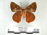 中文名:鷥褐挵蝶(2909-971)學名:Burara jaina(Fruhstorfer) subsp. formosana(2909-971)