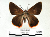 中文名:鷥褐挵蝶(2909-971)學名:Burara jaina(Fruhstorfer) subsp. formosana(2909-971)