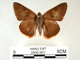 中文名:鷥褐挵蝶(2909-901)學名:Burara jaina(Fruhstorfer) subsp. formosana(2909-901)