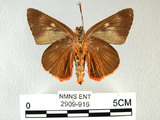 中文名:鷥褐挵蝶(2909-916)學名:Burara jaina(Fruhstorfer) subsp. formosana(2909-916)