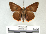 中文名:鷥褐挵蝶(2909-916)學名:Burara jaina(Fruhstorfer) subsp. formosana(2909-916)