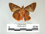 中文名:鷥褐挵蝶(2909-1277)學名:Burara jaina(Fruhstorfer) subsp. formosana(2909-1277)
