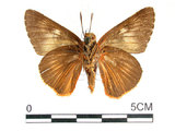 中文名:鷥褐挵蝶(2909-394)學名:Burara jaina(Fruhstorfer) subsp. formosana(2909-394)