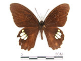 中文名:無尾白紋鳳蝶(1282-16855)學名:Papilio castorRothschild subsp. formosanus(1282-16855)