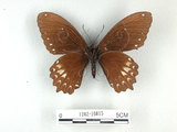 中文名:無尾白紋鳳蝶(1282-16815)學名:Papilio castorRothschild subsp. formosanus(1282-16815)