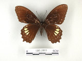 中文名:無尾白紋鳳蝶(1282-16815)學名:Papilio castorRothschild subsp. formosanus(1282-16815)