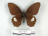 中文名:無尾白紋鳳蝶(1282-17278)學名:Papilio castorRothschild subsp. formosanus(1282-17278)