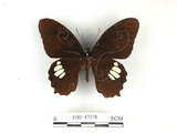 中文名:無尾白紋鳳蝶(1282-17278)學名:Papilio castorRothschild subsp. formosanus(1282-17278)