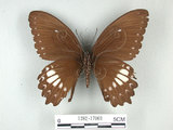 中文名:無尾白紋鳳蝶(1282-17069)學名:Papilio castorRothschild subsp. formosanus(1282-17069)