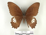 中文名:無尾白紋鳳蝶(1282-17069)學名:Papilio castorRothschild subsp. formosanus(1282-17069)