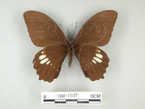 中文名:無尾白紋鳳蝶(1282-17177)學名:Papilio castorRothschild subsp. formosanus(1282-17177)