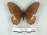 中文名:無尾白紋鳳蝶(1282-17412)學名:Papilio castorRothschild subsp. formosanus(1282-17412)