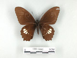 中文名:無尾白紋鳳蝶(1282-16987)學名:Papilio castorRothschild subsp. formosanus(1282-16987)