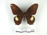中文名:無尾白紋鳳蝶(1282-16987)學名:Papilio castorRothschild subsp. formosanus(1282-16987)