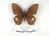 ǦW:Papilio castorRothschild subsp. formosanus(1282-17124)
