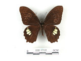 學名:Papilio castorRothschild subsp. formosanus(1282-17124)