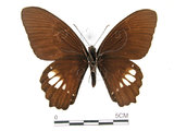 學名:Papilio castorRothschild subsp. formosanus(1282-17030)