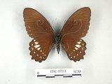 中文名:無尾白紋鳳蝶(1282-17213)學名:Papilio castorRothschild subsp. formosanus(1282-17213)