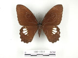 中文名:無尾白紋鳳蝶(1282-17213)學名:Papilio castorRothschild subsp. formosanus(1282-17213)