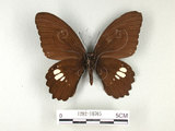 學名:Papilio castorRothschild subsp. formosanus(1282-16765)