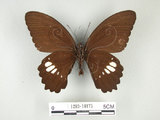 學名:Papilio castorRothschild subsp. formosanus(1282-18175)