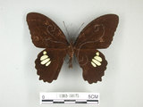 學名:Papilio castorRothschild subsp. formosanus(1282-18175)