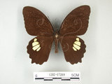 學名:Papilio castorRothschild subsp. formosanus(1282-17289)