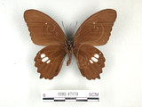 學名:Papilio castorRothschild subsp. formosanus(1282-17173)