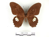 學名:Papilio castorRothschild subsp. formosanus(1282-17173)