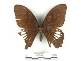 中文名:無尾白紋鳳蝶(1577-86)學名:Papilio castorRothschild subsp. formosanus(1577-86)