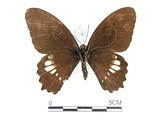 中文名:無尾白紋鳳蝶(1577-91)學名:Papilio castorRothschild subsp. formosanus(1577-91)