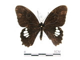 中文名:無尾白紋鳳蝶(1577-91)學名:Papilio castorRothschild subsp. formosanus(1577-91)