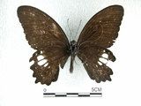 中文名:無尾白紋鳳蝶(2680-185)學名:Papilio castorRothschild subsp. formosanus(2680-185)
