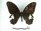 中文名:無尾白紋鳳蝶(2680-185)學名:Papilio castorRothschild subsp. formosanus(2680-185)