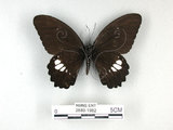 中文名:無尾白紋鳳蝶(2889-1982)學名:Papilio castorRothschild subsp. formosanus(2889-1982)