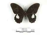 中文名:無尾白紋鳳蝶(2889-1982)學名:Papilio castorRothschild subsp. formosanus(2889-1982)