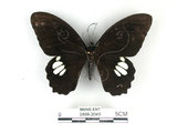 中文名:無尾白紋鳳蝶(2889-2045)學名:Papilio castorRothschild subsp. formosanus(2889-2045)