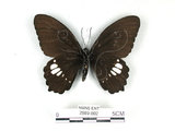 中文名:無尾白紋鳳蝶(2889-802)學名:Papilio castorRothschild subsp. formosanus(2889-802)