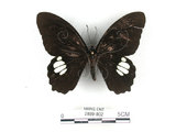 中文名:無尾白紋鳳蝶(2889-802)學名:Papilio castorRothschild subsp. formosanus(2889-802)