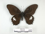 中文名:無尾白紋鳳蝶(2889-936)學名:Papilio castorRothschild subsp. formosanus(2889-936)