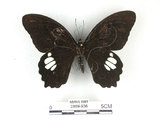 中文名:無尾白紋鳳蝶(2889-936)學名:Papilio castorRothschild subsp. formosanus(2889-936)